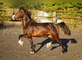 Welsh C (of Cob Type), Gelding, 2 years, 13.2 hh, Brown
