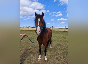 Welsh C (of Cob Type), Gelding, 3 years, 12.2 hh, Brown