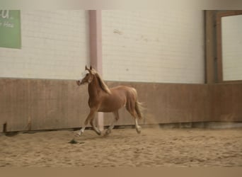 Welsh C (of Cob Type), Gelding, 3 years, 13 hh, Chestnut-Red