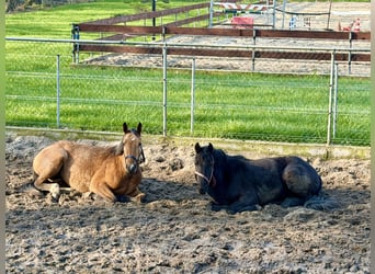 Welsh C (of Cob Type) Mix, Gelding, 3 years, 14 hh, Black