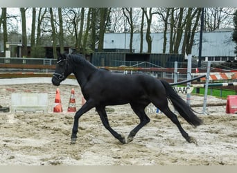 Welsh C (of Cob Type) Mix, Gelding, 3 years, 14 hh, Black