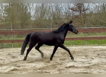Welsh C (of Cob Type) Mix, Gelding, 3 years, 14 hh, Black