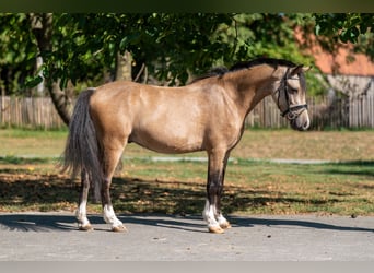 Welsh C (of Cob Type), Gelding, 4 years, 11,1 hh, Dun