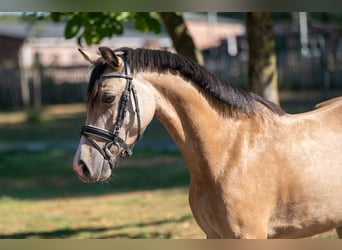 Welsh C (of Cob Type), Gelding, 4 years, 11,1 hh, Dun