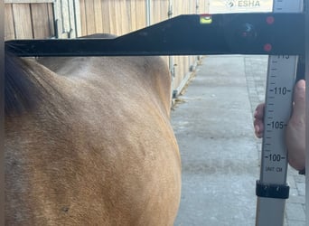 Welsh C (of Cob Type), Gelding, 4 years, 11,1 hh, Dun