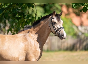 Welsh C (of Cob Type), Gelding, 4 years, 11,1 hh, Dun