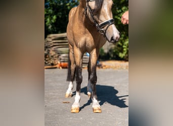 Welsh C (of Cob Type), Gelding, 4 years, 11,1 hh, Dun