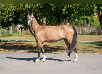 Welsh C (of Cob Type), Gelding, 4 years, 11,1 hh, Dun