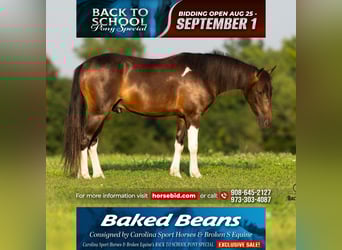 Welsh C (of Cob Type) Mix, Gelding, 4 years, 11,2 hh, Pinto