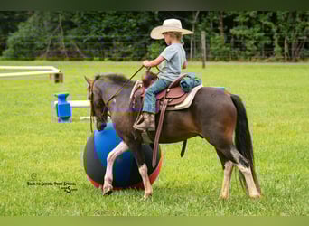 Welsh C (of Cob Type) Mix, Gelding, 4 years, 11,2 hh, Pinto