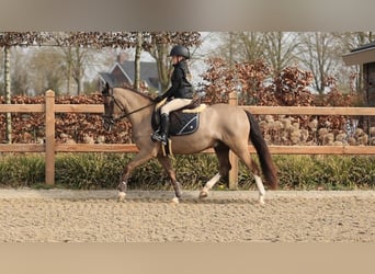 Welsh C (of Cob Type), Gelding, 4 years, 13.1 hh