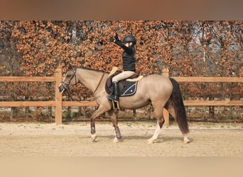 Welsh C (of Cob Type), Gelding, 4 years, 13.1 hh