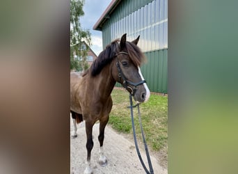 Welsh C (of Cob Type), Gelding, 4 years, 13.1 hh