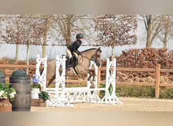 Welsh C (of Cob Type), Gelding, 4 years, 13,1 hh