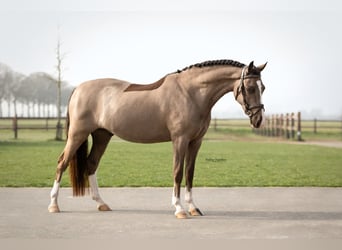 Welsh C (of Cob Type), Gelding, 4 years, 13,1 hh