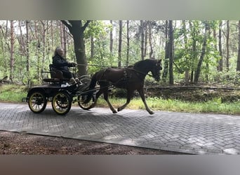 Welsh C (of Cob Type), Gelding, 4 years, 13,2 hh, Chestnut-Red