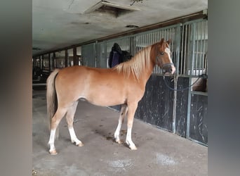 Welsh C (of Cob Type), Gelding, 4 years, 13,2 hh, Chestnut-Red
