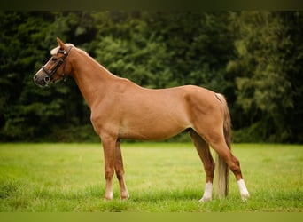 Welsh C (of Cob Type) Mix, Gelding, 4 years, 13,2 hh, Chestnut-Red