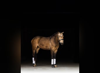 Welsh C (of Cob Type), Gelding, 4 years, 13,3 hh, Buckskin