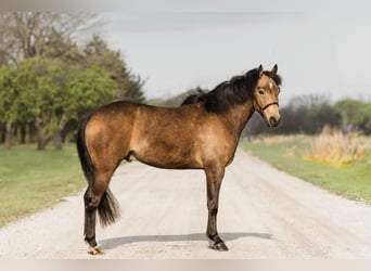 Welsh C (of Cob Type), Gelding, 4 years, 13,3 hh, Buckskin