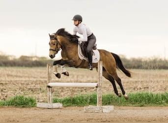 Welsh C (of Cob Type), Gelding, 4 years, 13,3 hh, Buckskin