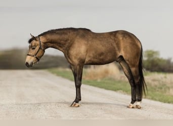 Welsh C (of Cob Type), Gelding, 4 years, 13,3 hh, Buckskin