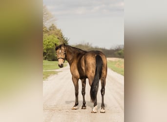 Welsh C (of Cob Type), Gelding, 4 years, 13,3 hh, Buckskin
