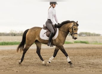 Welsh C (of Cob Type), Gelding, 4 years, 13,3 hh, Buckskin