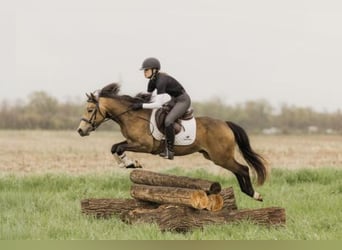 Welsh C (of Cob Type), Gelding, 4 years, 13,3 hh, Buckskin
