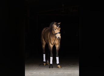 Welsh C (of Cob Type), Gelding, 4 years, 13,3 hh, Buckskin