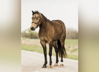 Welsh C (of Cob Type), Gelding, 4 years, 13,3 hh, Buckskin