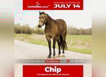 Welsh C (of Cob Type), Gelding, 4 years, 13,3 hh, Buckskin