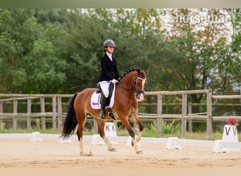 Welsh C (of Cob Type), Gelding, 4 years, 15.2 hh, Bay