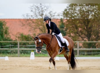Welsh C (of Cob Type), Gelding, 4 years, 15,2 hh, Bay