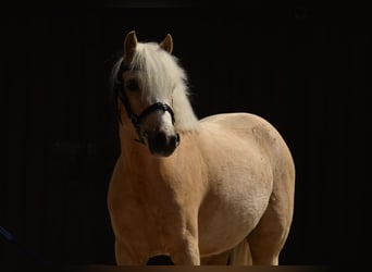 Welsh C (of Cob Type), Gelding, 5 years, 12.3 hh, Palomino