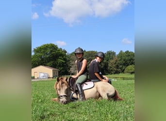 Welsh C (of Cob Type), Gelding, 5 years, 12,1 hh, Champagne