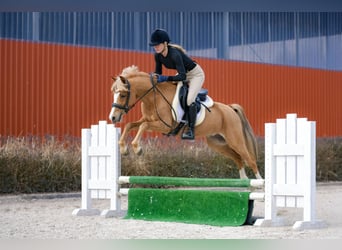 Welsh C (of Cob Type), Gelding, 5 years, 13.1 hh, Chestnut-Red