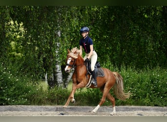 Welsh C (of Cob Type), Gelding, 5 years, 13.1 hh, Chestnut-Red