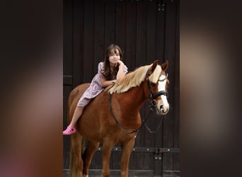 Welsh C (of Cob Type), Gelding, 5 years, 13.1 hh, Chestnut-Red