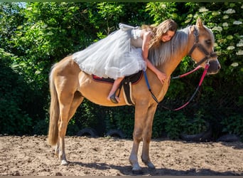 Welsh C (of Cob Type), Gelding, 5 years, 13.1 hh, Palomino