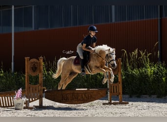 Welsh C (of Cob Type), Gelding, 5 years, 13 hh, Palomino