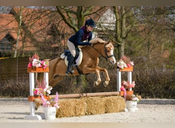 Welsh C (of Cob Type), Gelding, 5 years, 13,1 hh, Chestnut-Red