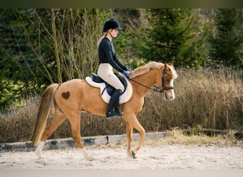 Welsh C (of Cob Type), Gelding, 5 years, 13,1 hh, Chestnut-Red