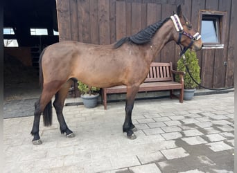 Welsh C (of Cob Type), Gelding, 5 years, 13,1 hh