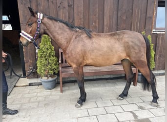 Welsh C (of Cob Type), Gelding, 5 years, 13,1 hh