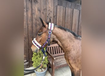 Welsh C (of Cob Type), Gelding, 5 years, 13,1 hh