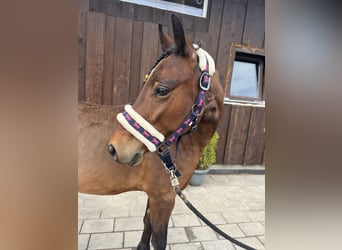 Welsh C (of Cob Type), Gelding, 5 years, 13,1 hh