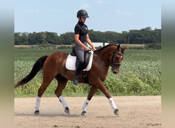 Welsh C (of Cob Type) Mix, Gelding, 5 years, 14.1 hh, Bay Welsh C (of Cob Type) Mix, Gelding, 5 years, 14.1 hh, Bay