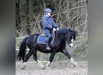 Welsh C (of Cob Type), Gelding, 5 years, 14 hh, Black