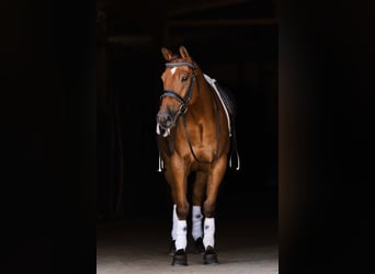 Welsh C (of Cob Type) Mix, Gelding, 5 years, 14,1 hh, Bay
